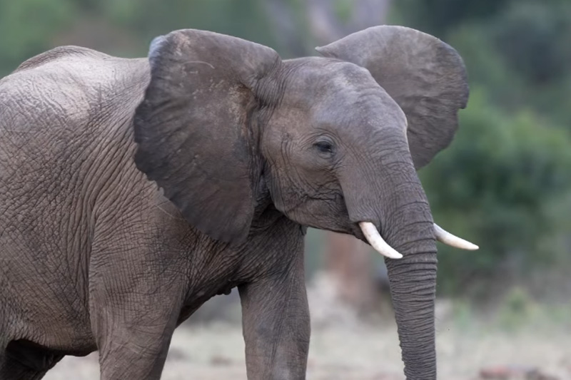 Roaming the rough with nature’s finest ahead of this year’s Alfred Dunhill Championship